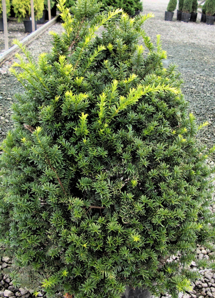 TAXUS CUSP. CAP. &
