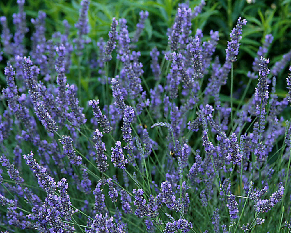 LAVANDULA  &