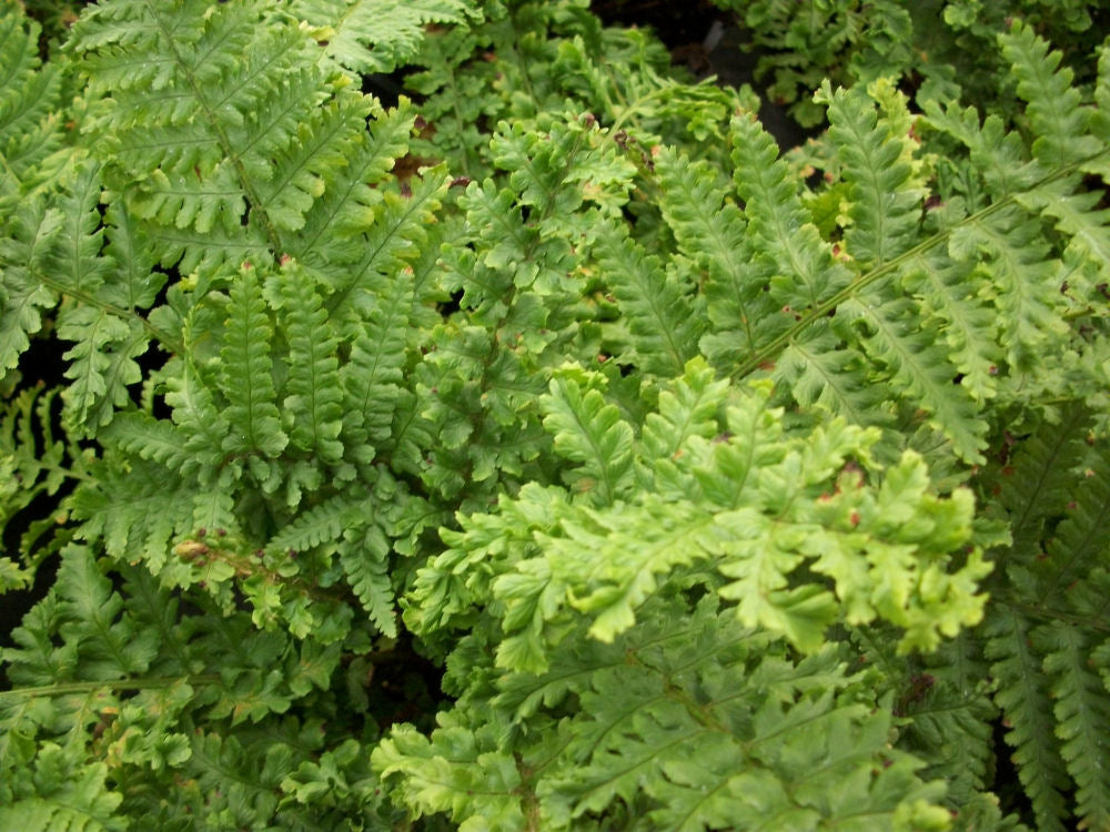 FERN &