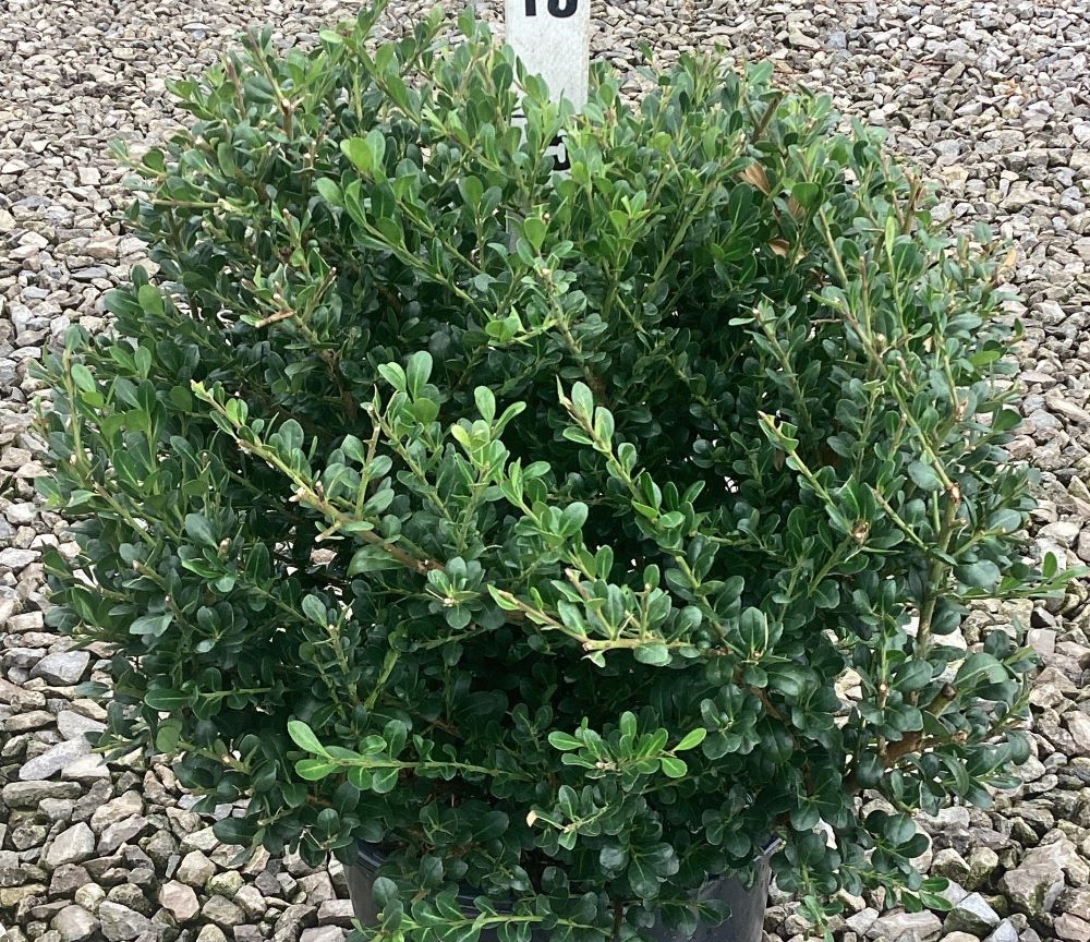 ILEX, CRENATA &