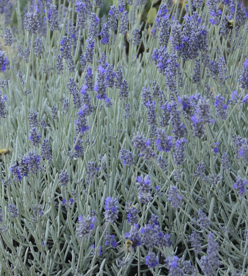 LAVANDULA  &