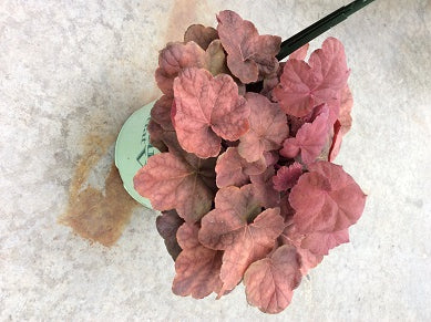 HEUCHERA &