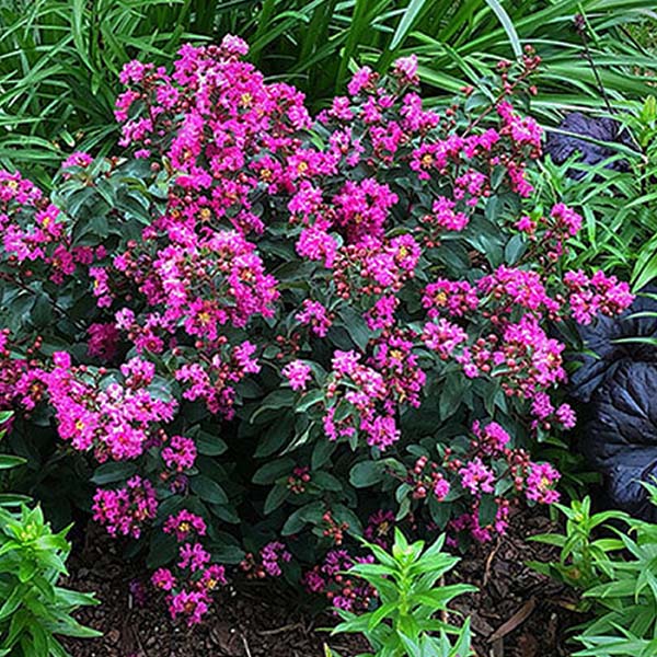 LAGERSTROEMIA  &