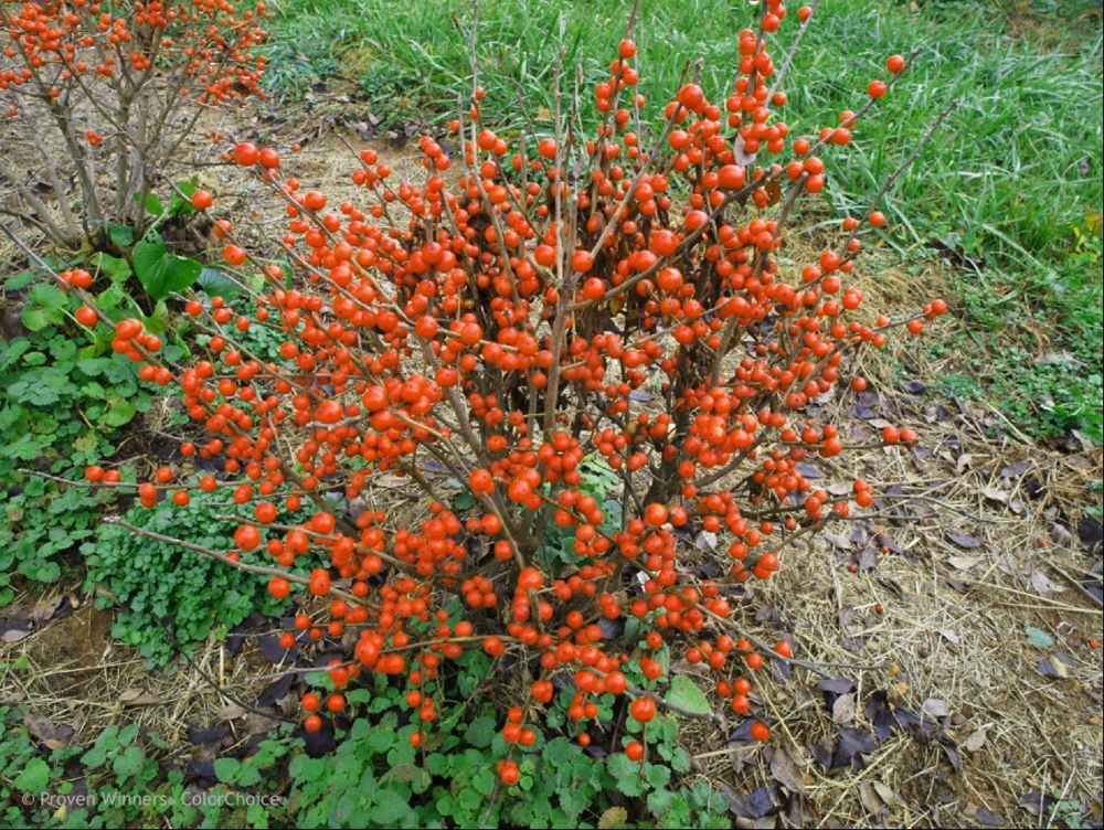 ILEX, VERTICILLATA &