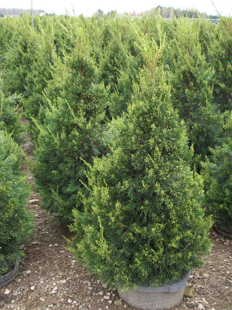 JUNIPER &
