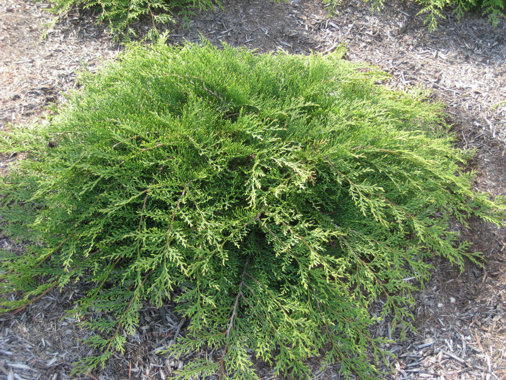 JUNIPER &