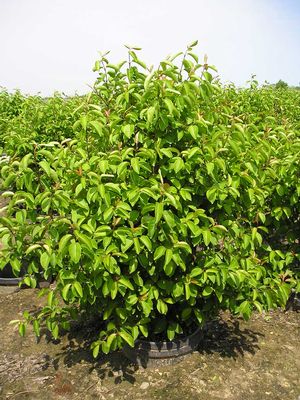 VIBURNUM &