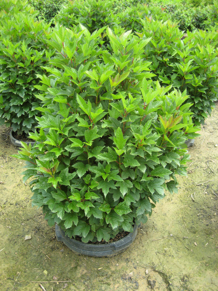 VIBURNUM TRILOBUM COMPACTA  - 3 gallon (European Cranberrybush)