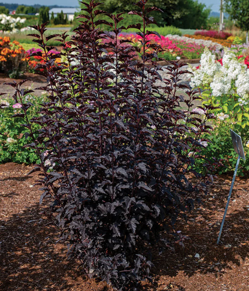PHYSOCARPUS &