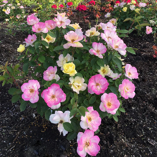 ROSE &