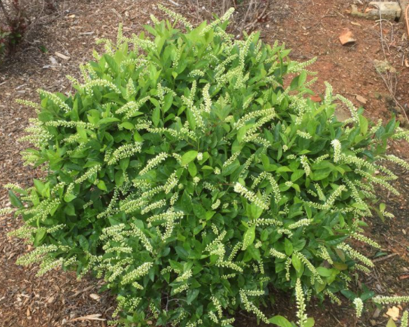 ITEA VIRGINICA LOVE CHILD&