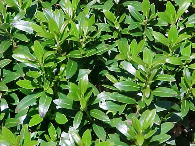 ILEX, GLABRA &