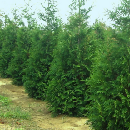 THUJA X. &