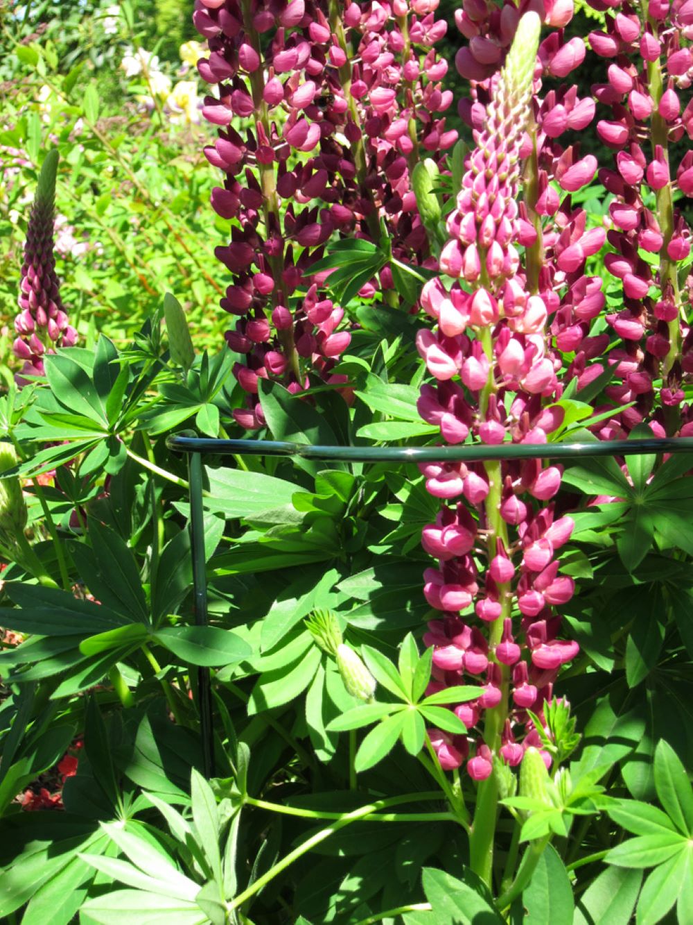 Plant Cradle Support Kit - 28" Scalloped