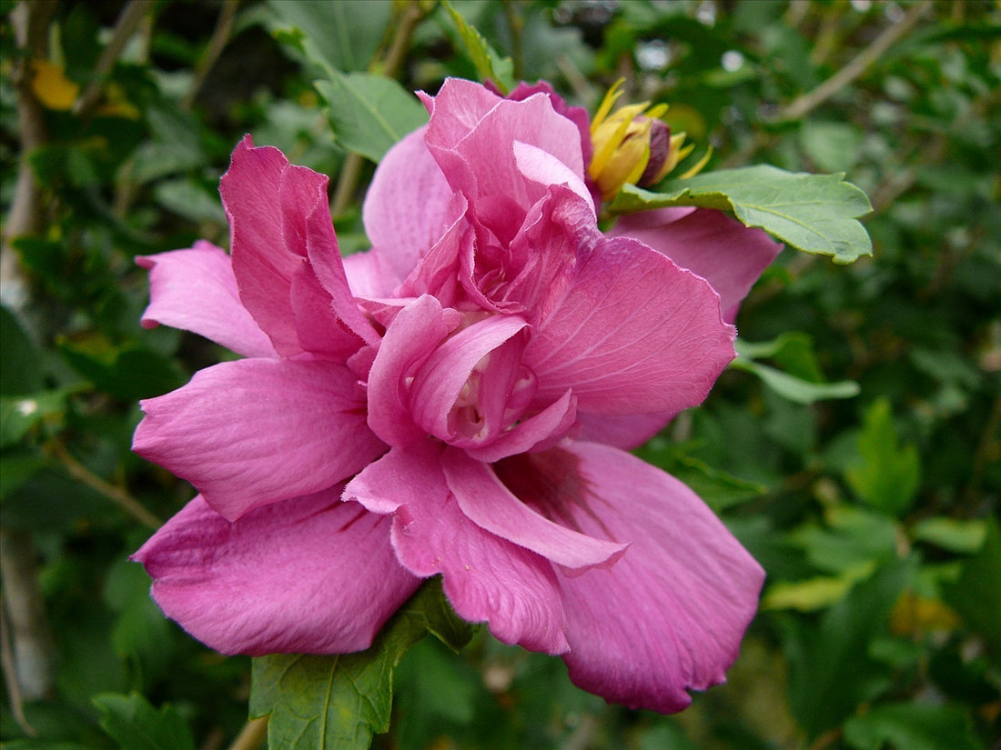 HIBISCUS MIXED COLOR  - 3 gallon (Rose of Sharon)