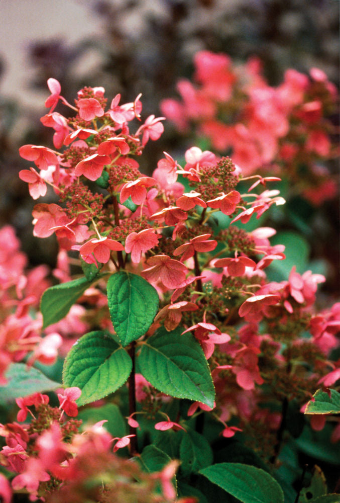 HYDRANGEA, PANICULATA &