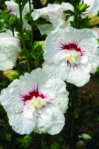 HIBISCUS  &