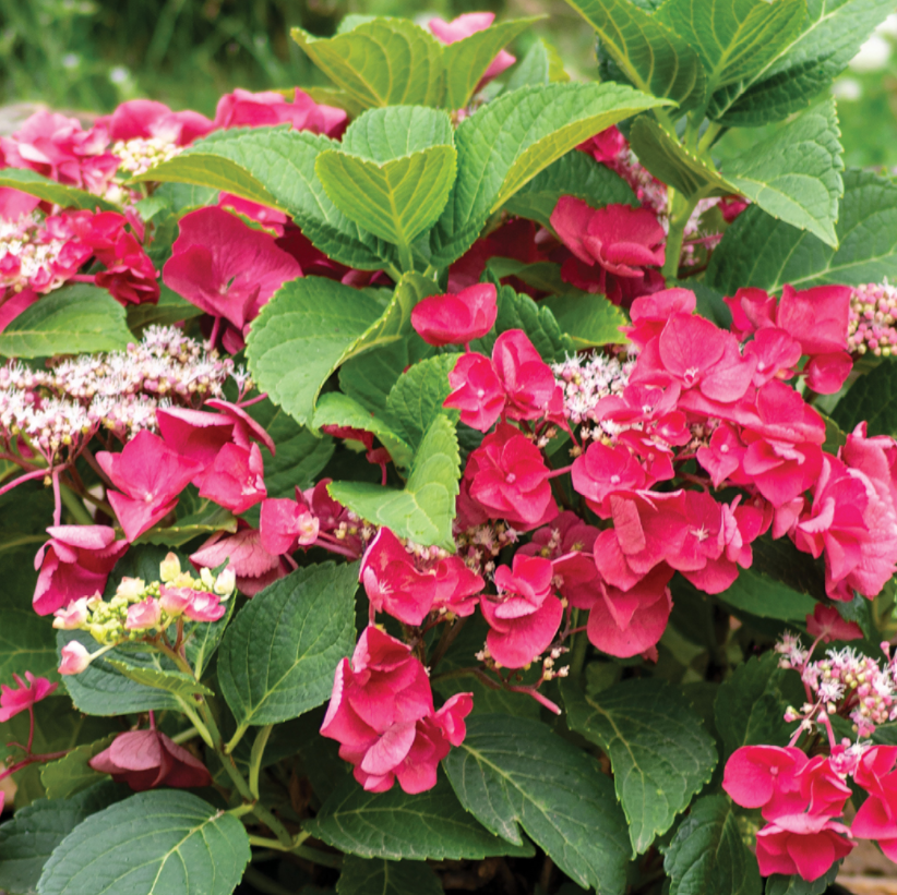 HYDRANGEA, MACROHPYLLA &