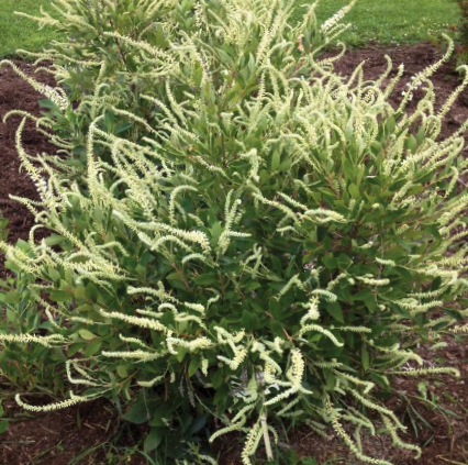 CLETHRA  &