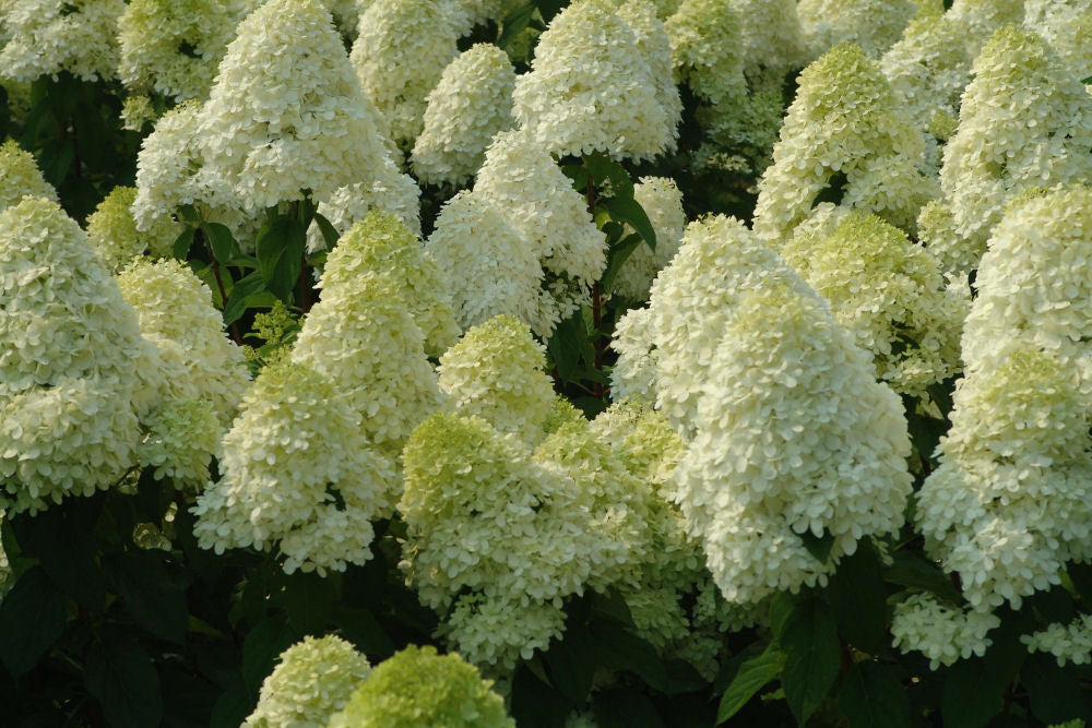 HYDRANGEA, PANICULATA  &