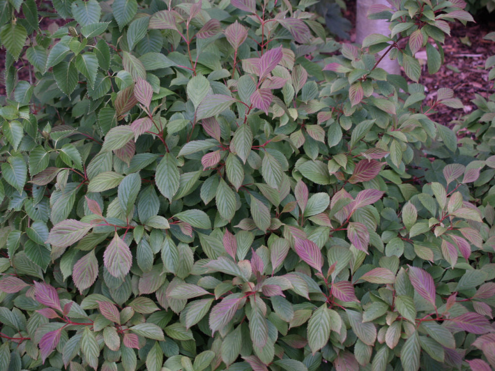VIBURNUM &