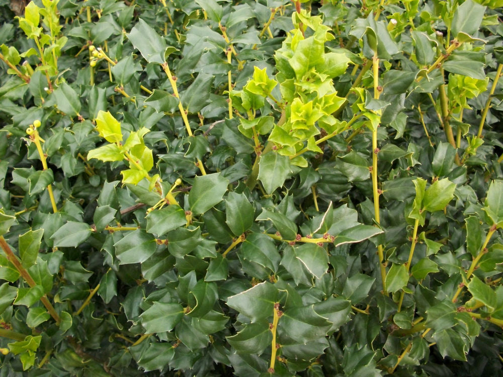 ILEX, MESERVEAE &
