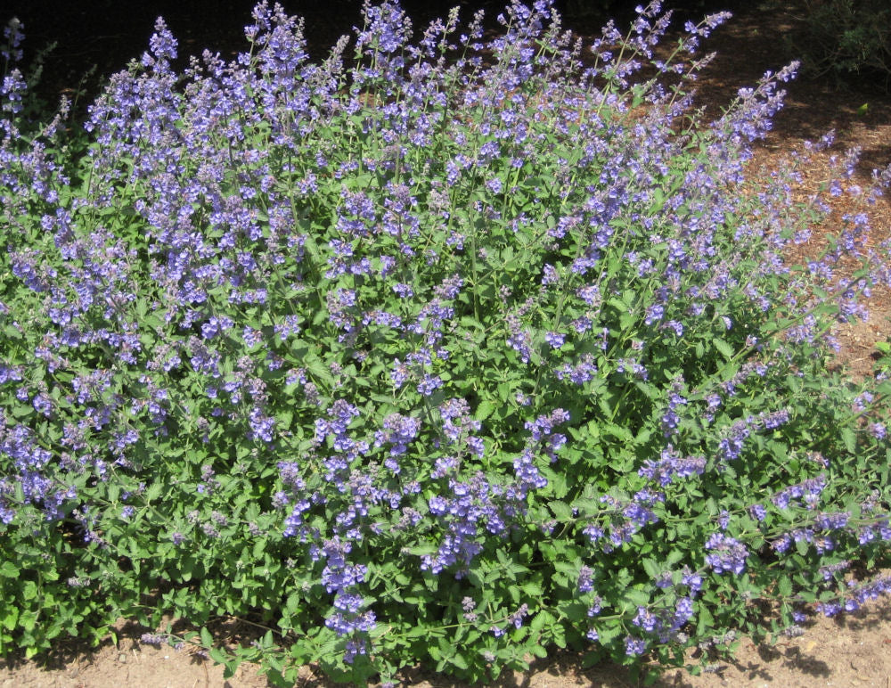 NEPETA &
