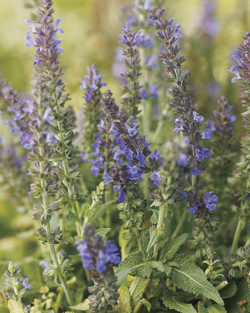 SALVIA  &
