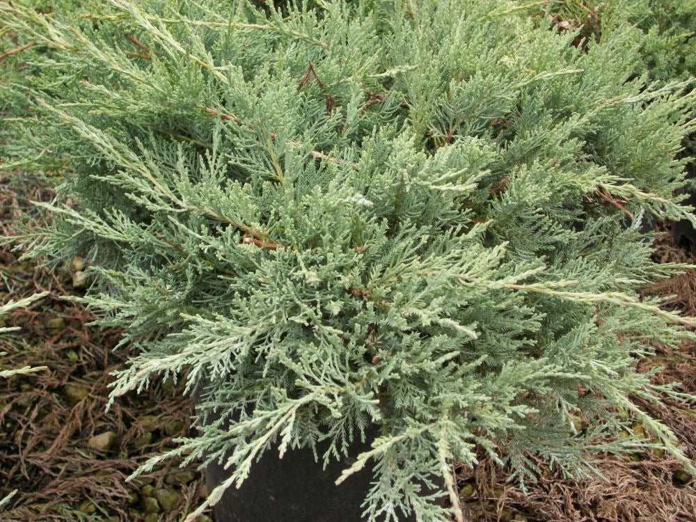 JUNIPER &