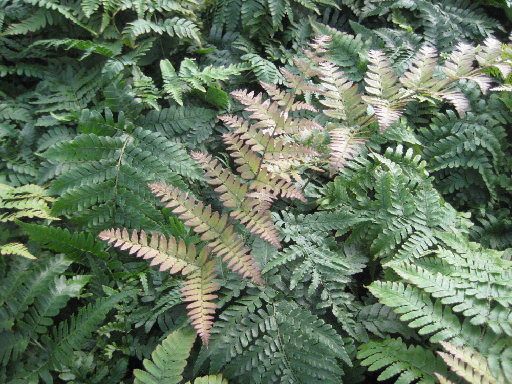 FERN &