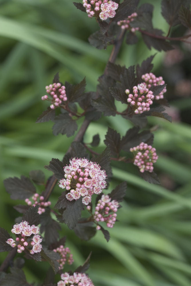 PHYSOCARPUS &