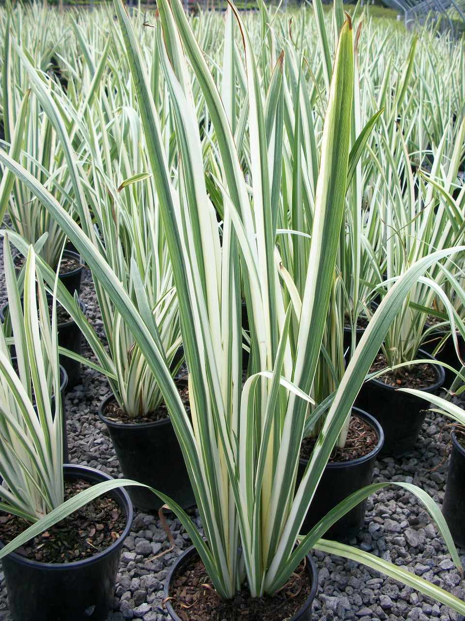 IRIS, ENSATA &