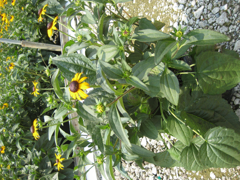 RUDBECKIA  &