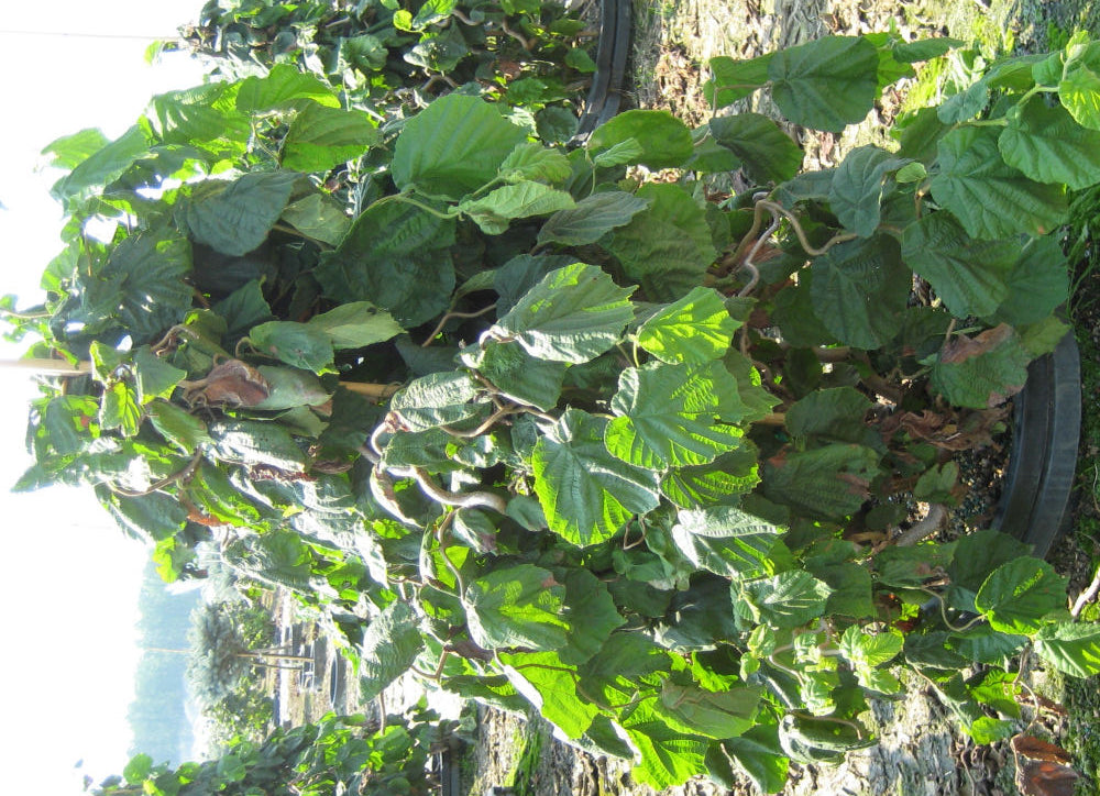 CORYLUS AVELLANA  &