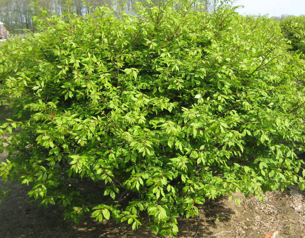 EUONYMUS, ALATUS &