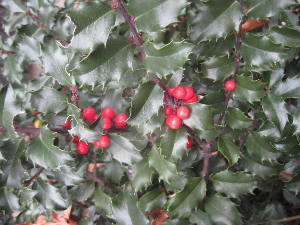 ILEX, MESERVEAE &