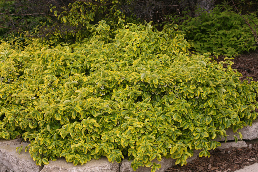 EUONYMUS, FORTUNEI  &
