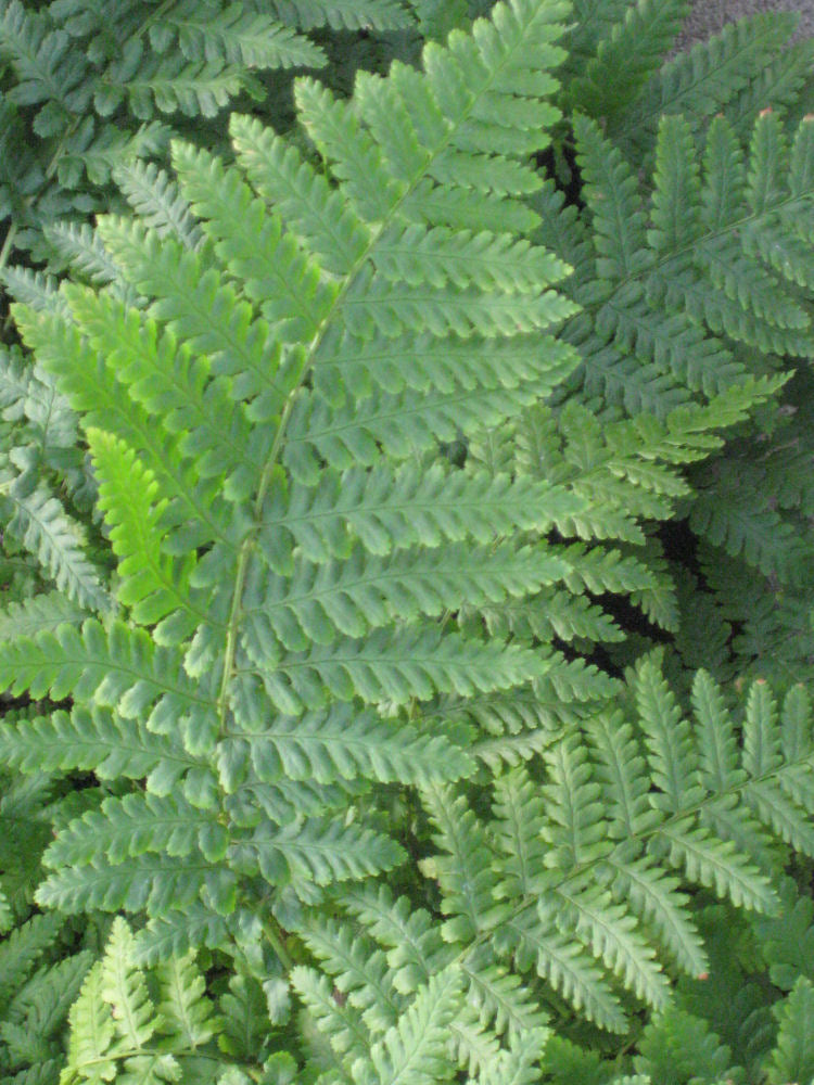 FERN &