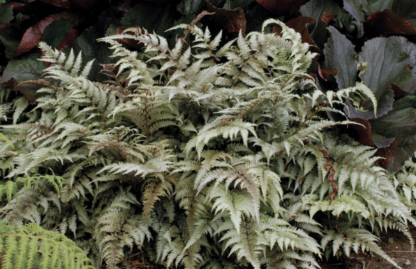 FERN &
