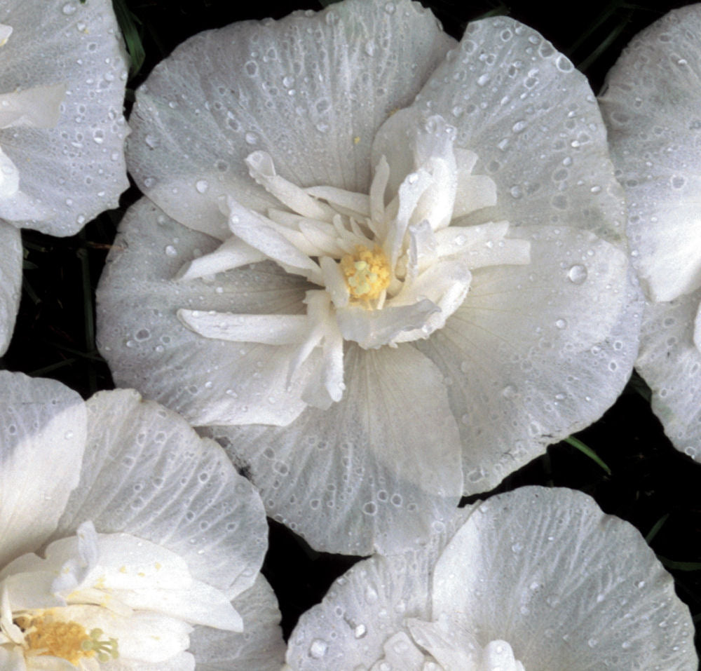 HIBISCUS &