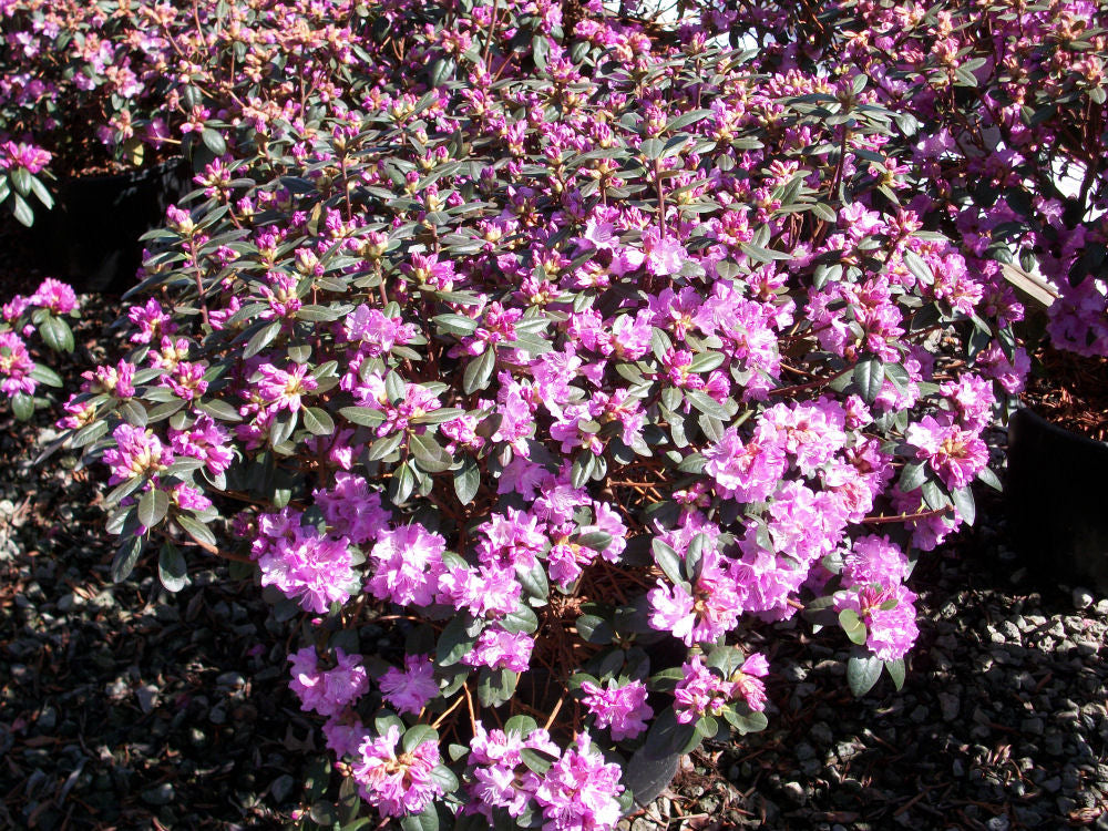 RHODODENDRON &