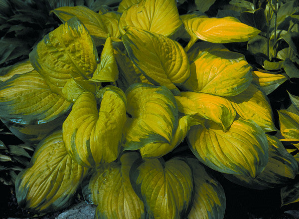 HOSTA &