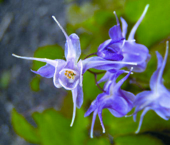 EPIMEDIUM &
