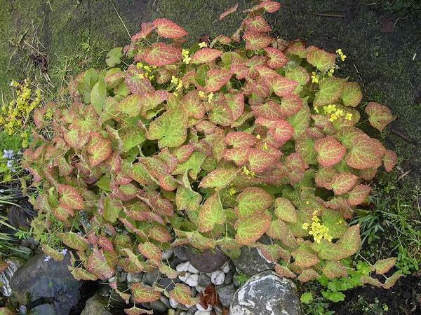 EPIMEDIUM &