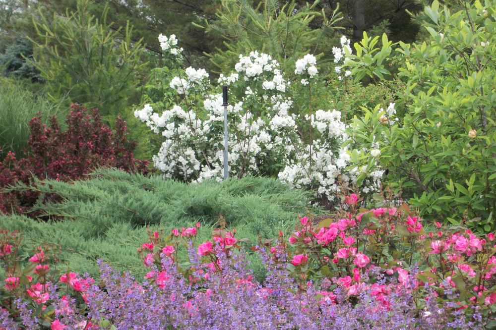 PHILADELPHUS &