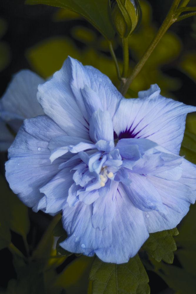 HIBISCUS &