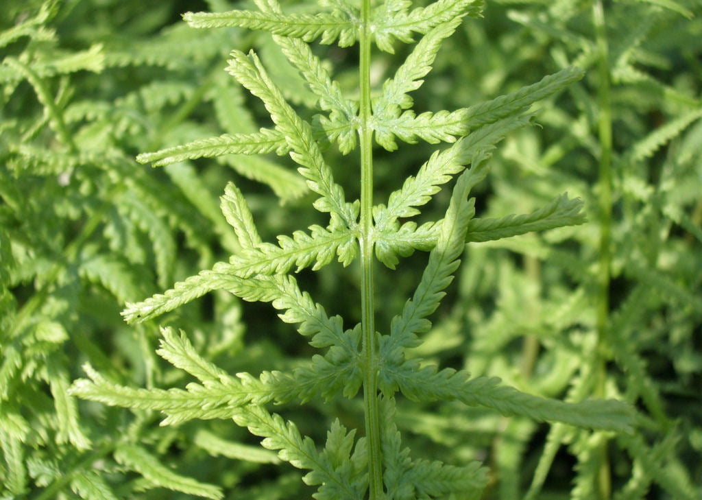 FERN &