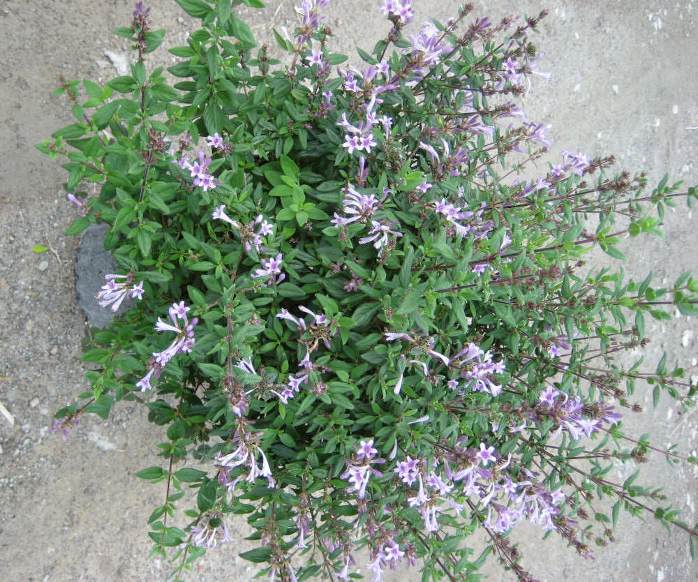 LEPTODERMIS OBLONGA  - 2 gallon (Shrub Lily)