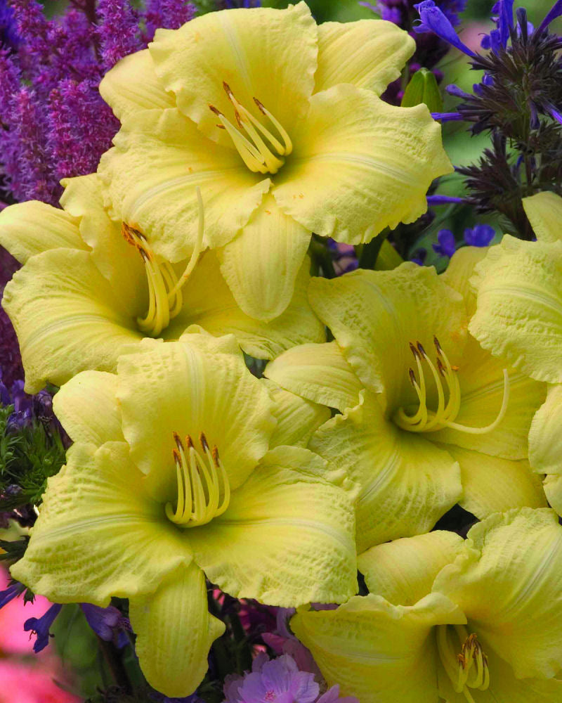 HEMEROCALLIS  &