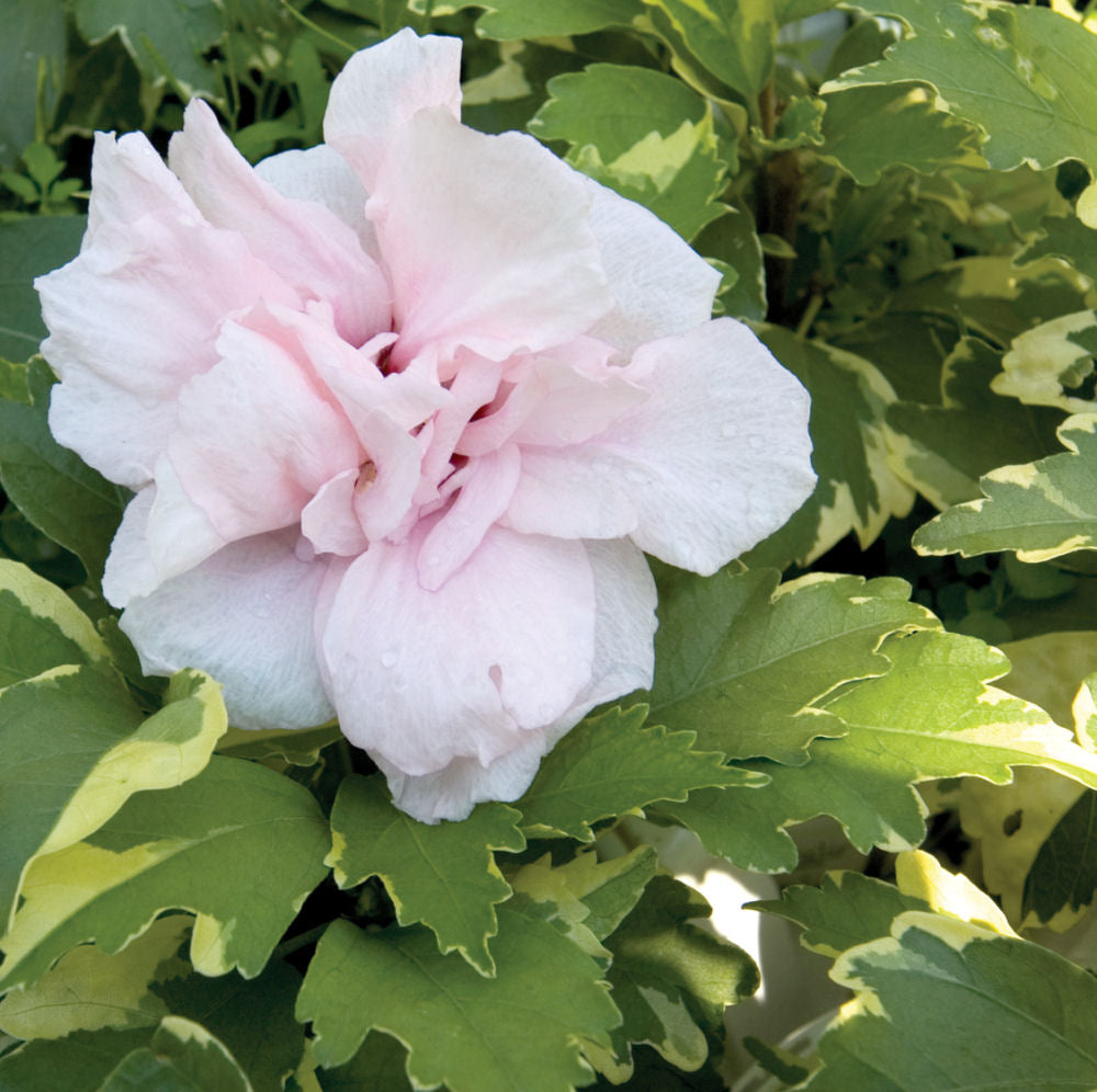 HIBISCUS &